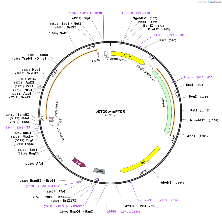 222189-plasmid-map-sequence-id-442824