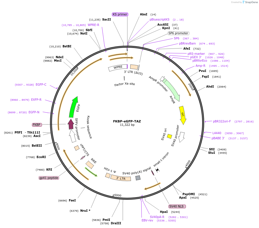 221213-plasmid-map-sequence-id-442827