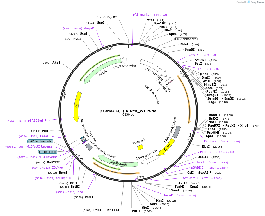 221858-plasmid-map-sequence-id-442828