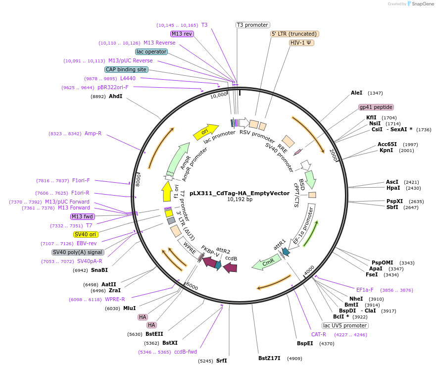 221468-plasmid-map-sequence-id-442837