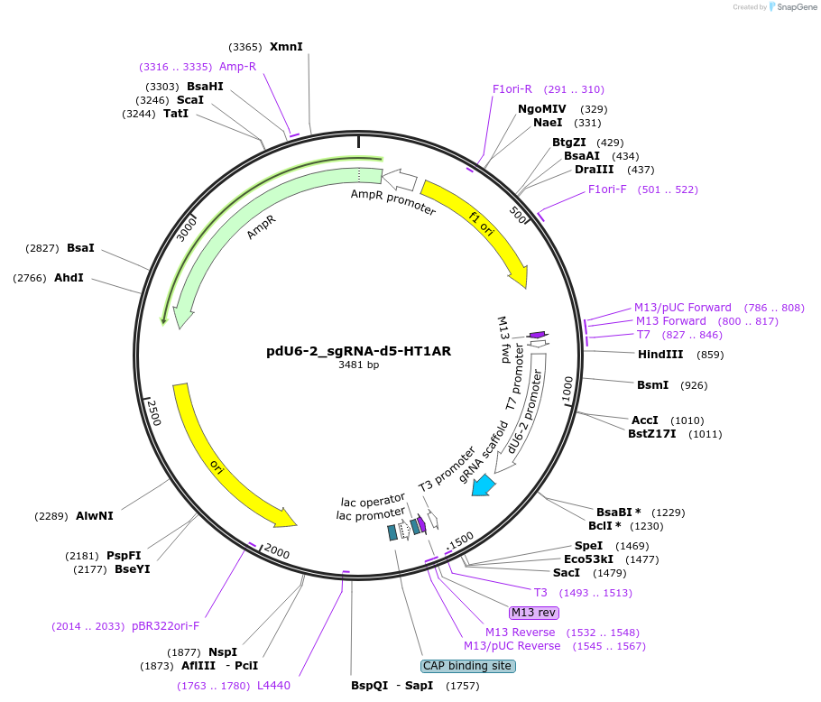 221820-plasmid-map-sequence-id-442844