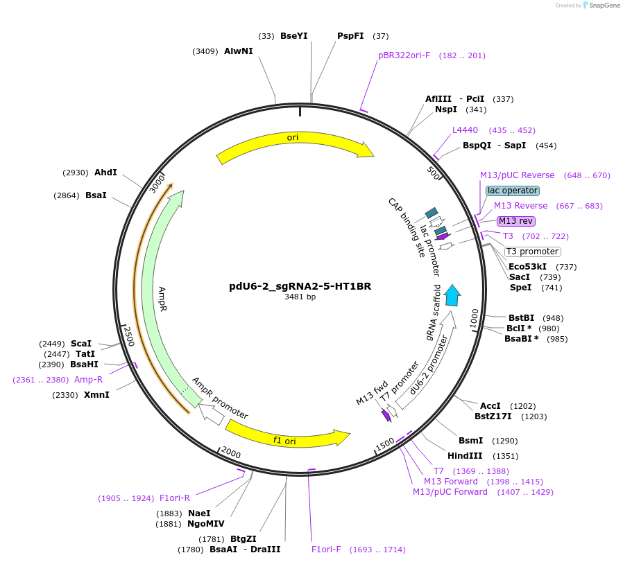 221822-plasmid-map-sequence-id-442846
