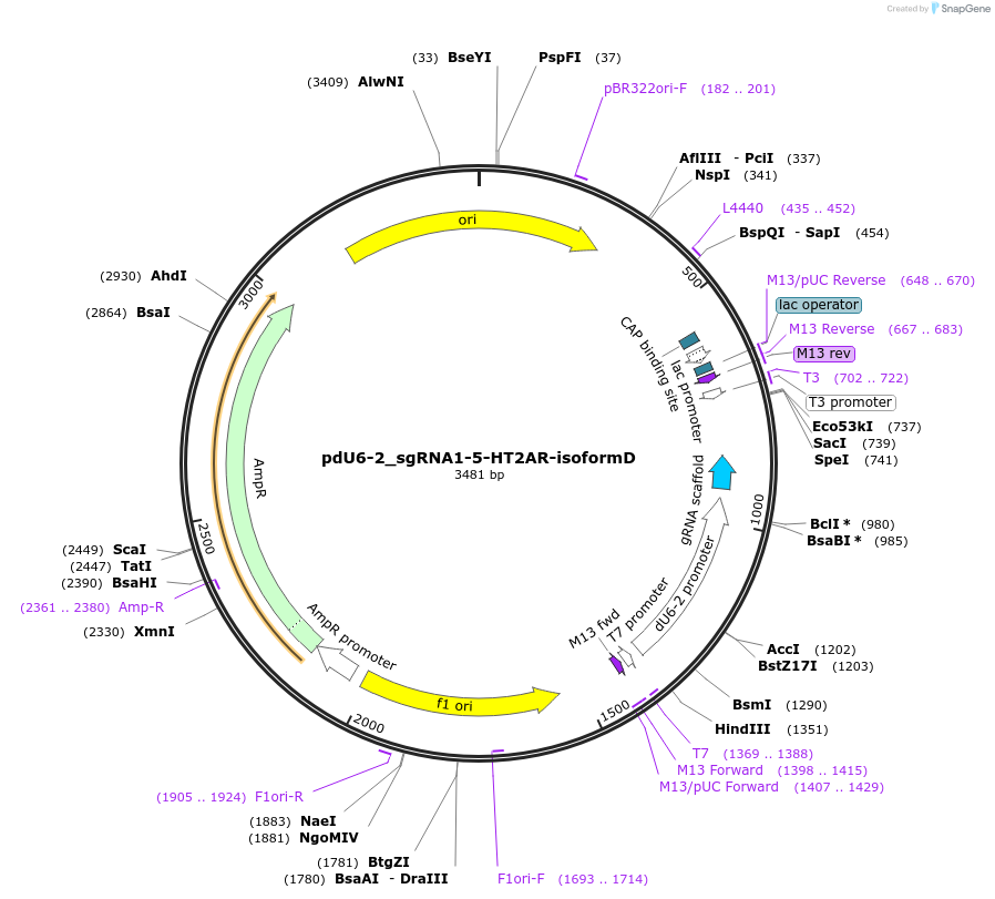 221823-plasmid-map-sequence-id-442847