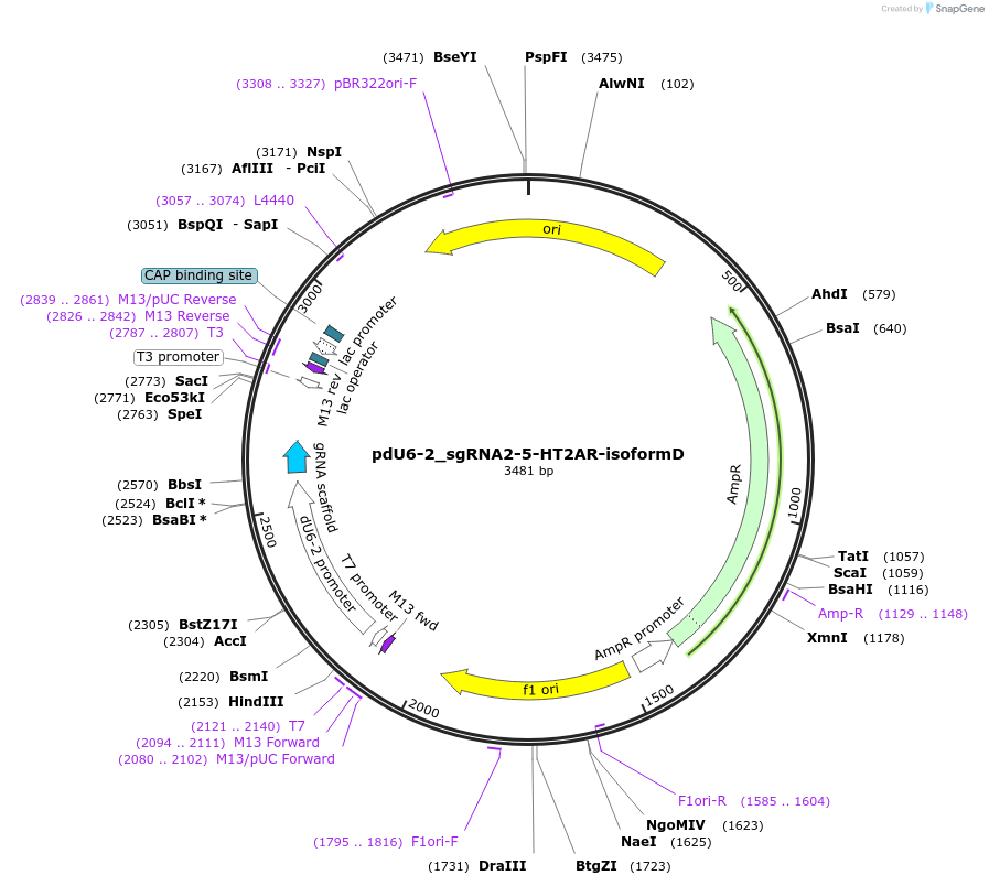 221824-plasmid-map-sequence-id-442848