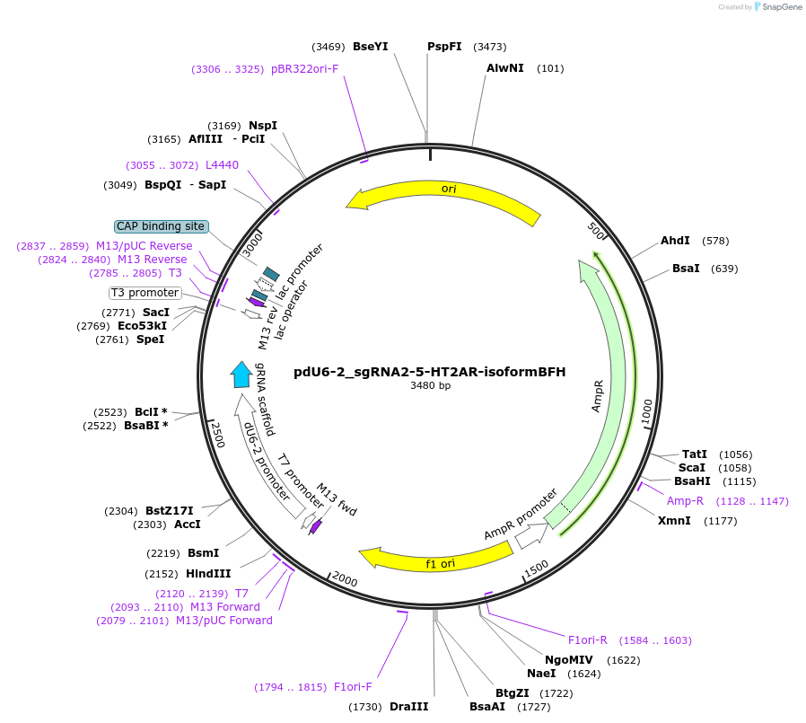 221826-plasmid-map-sequence-id-442850