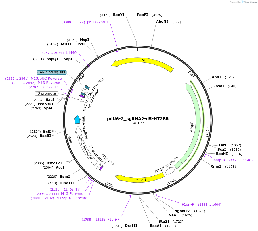 221828-plasmid-map-sequence-id-442852