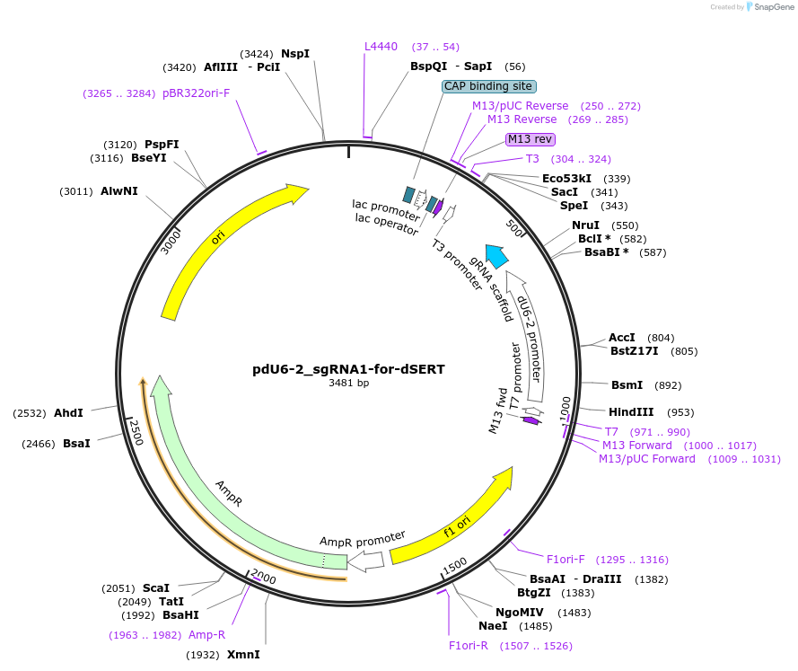 221830-plasmid-map-sequence-id-442854