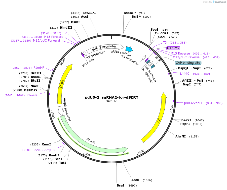 221831-plasmid-map-sequence-id-442855