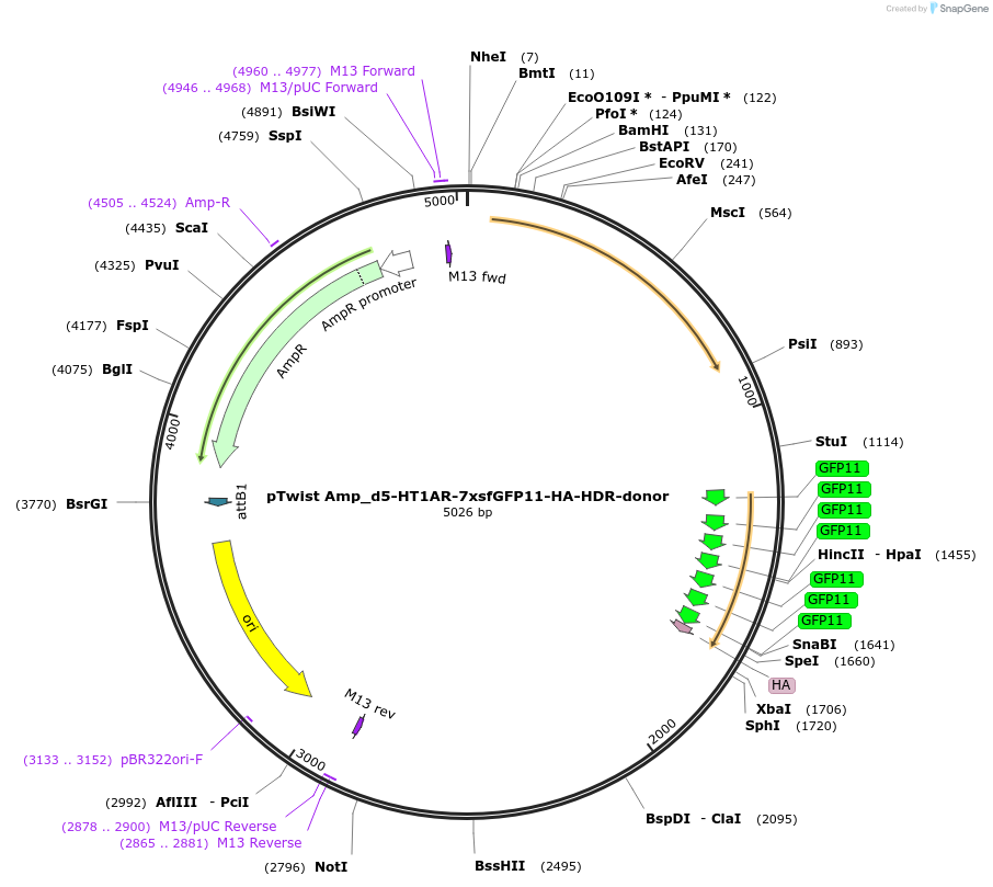 221832-plasmid-map-sequence-id-442856