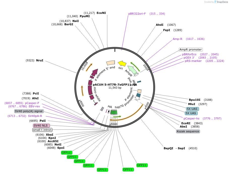 221836-plasmid-map-sequence-id-442858