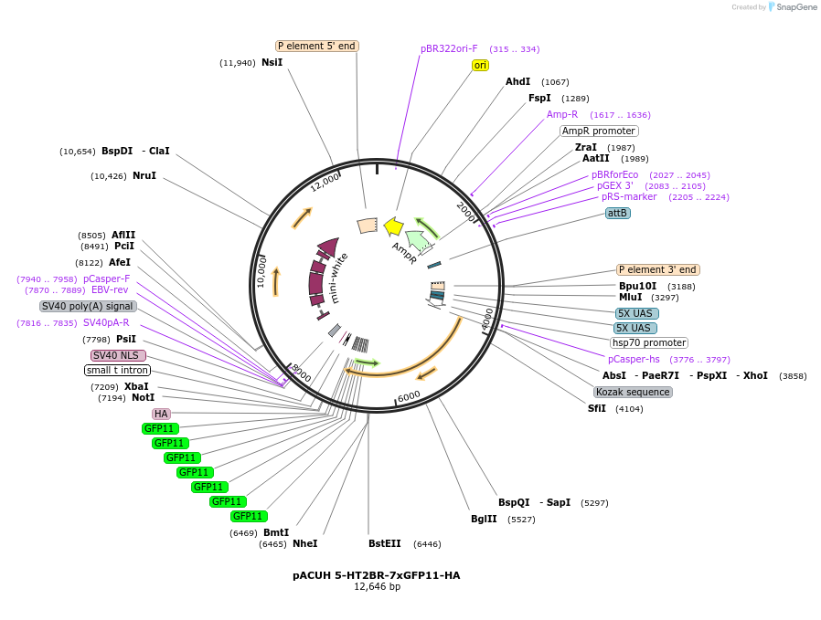 221840-plasmid-map-sequence-id-442859