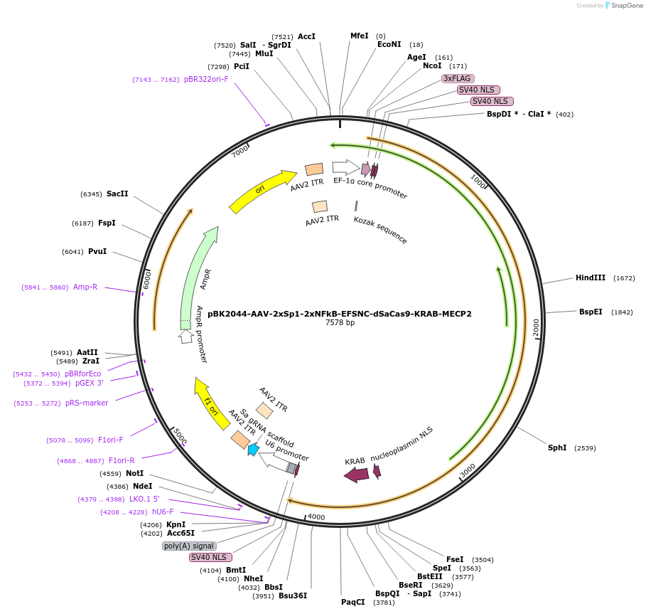 223164-plasmid-map-sequence-id-442865