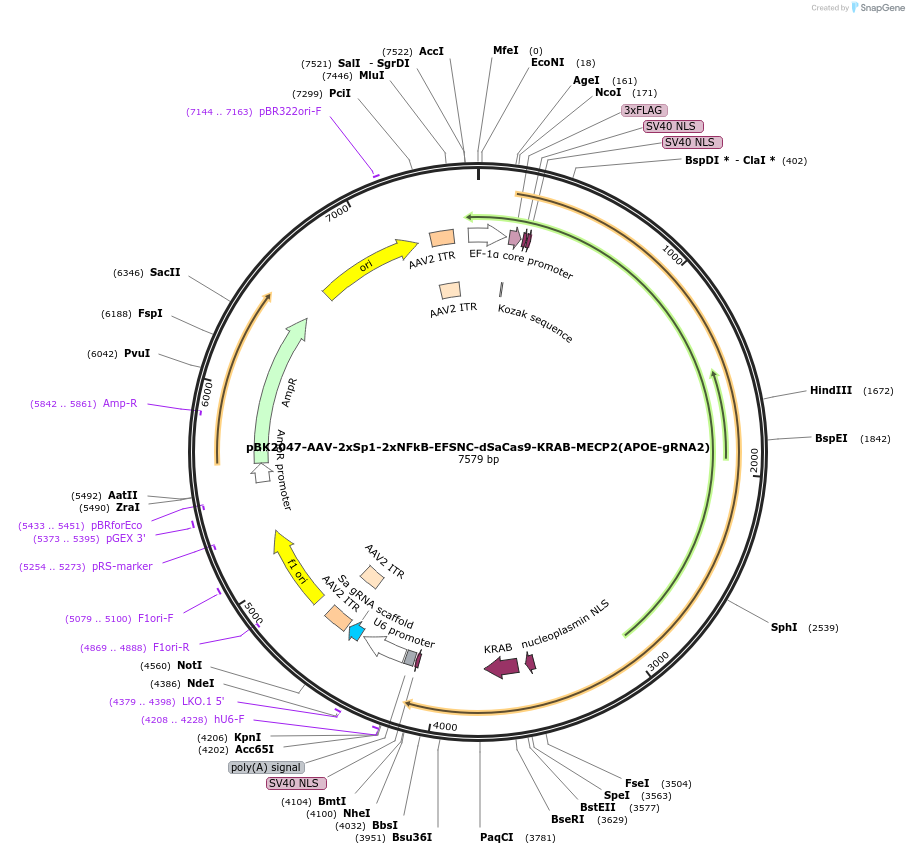 223167-plasmid-map-sequence-id-442870