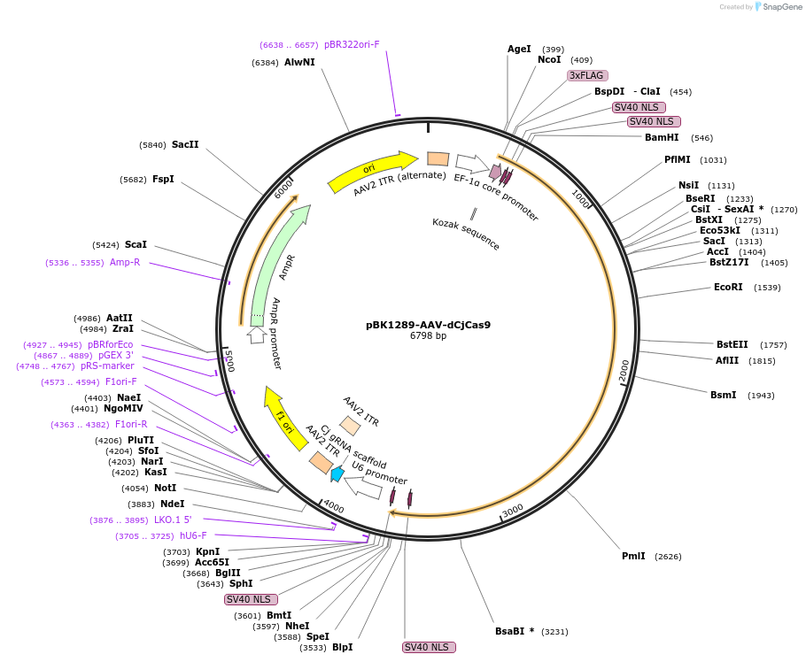223138-plasmid-map-sequence-id-442872