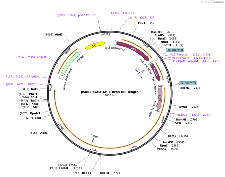 14447-plasmid-map-sequence-id-442876
