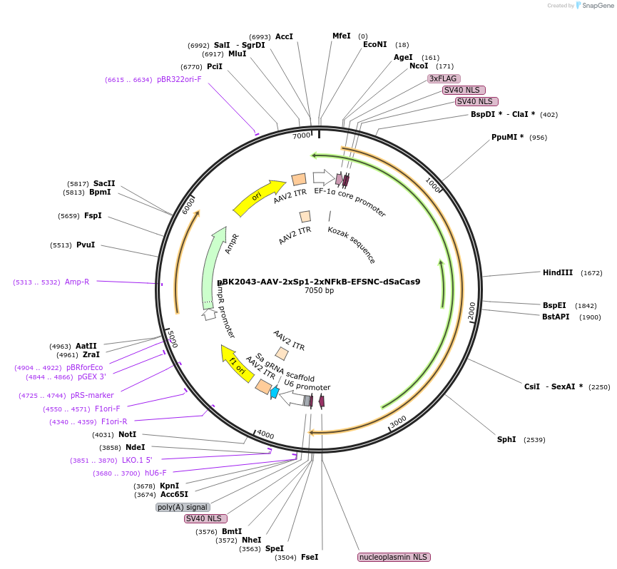 223163-plasmid-map-sequence-id-442882