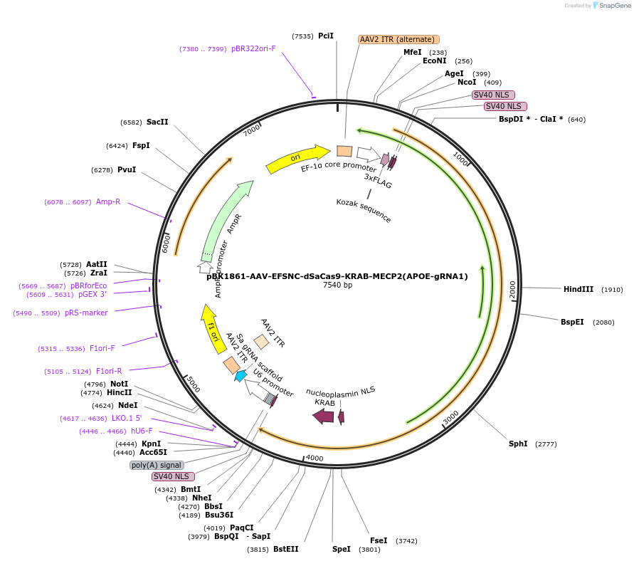 223161-plasmid-map-sequence-id-442883