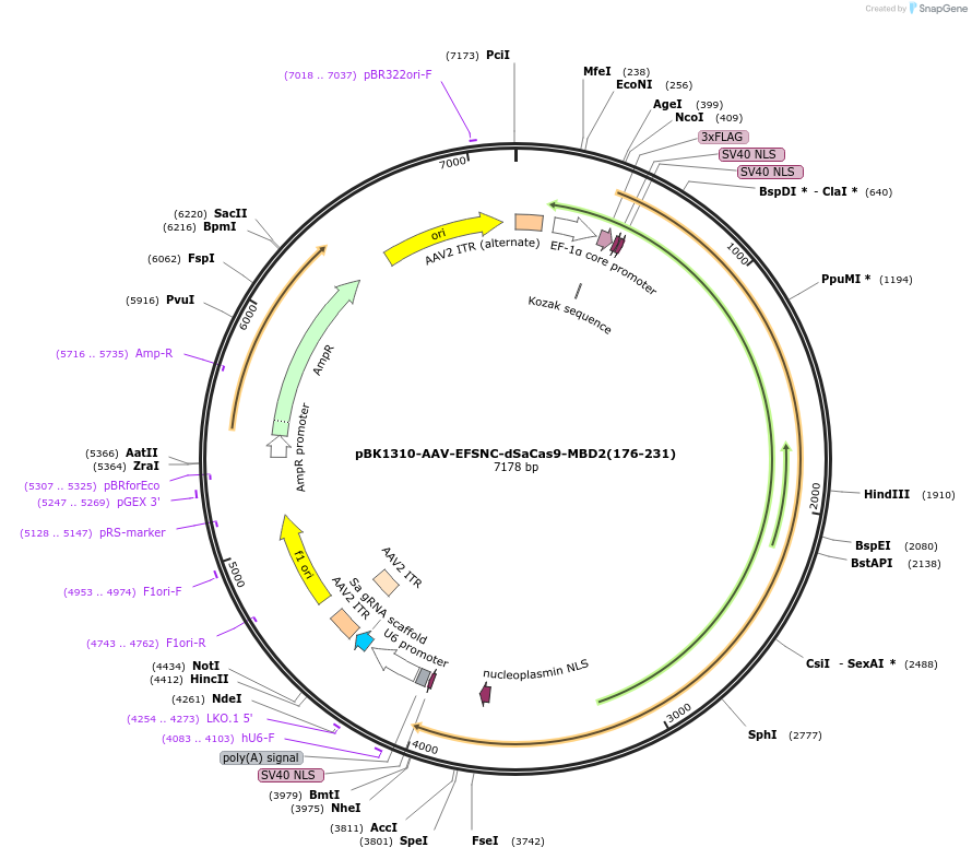 223155-plasmid-map-sequence-id-442886