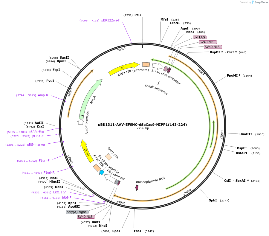 223156-plasmid-map-sequence-id-442888