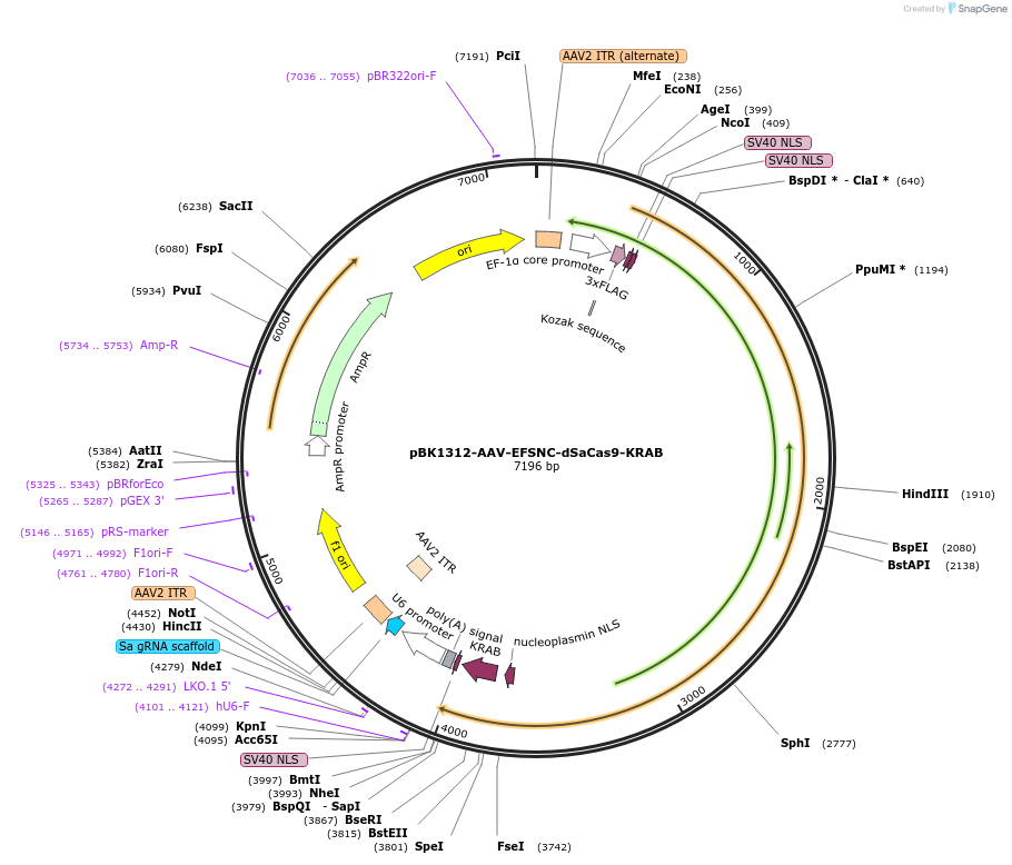 223157-plasmid-map-sequence-id-442889