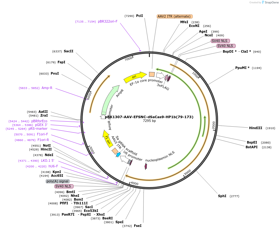 223152-plasmid-map-sequence-id-442890
