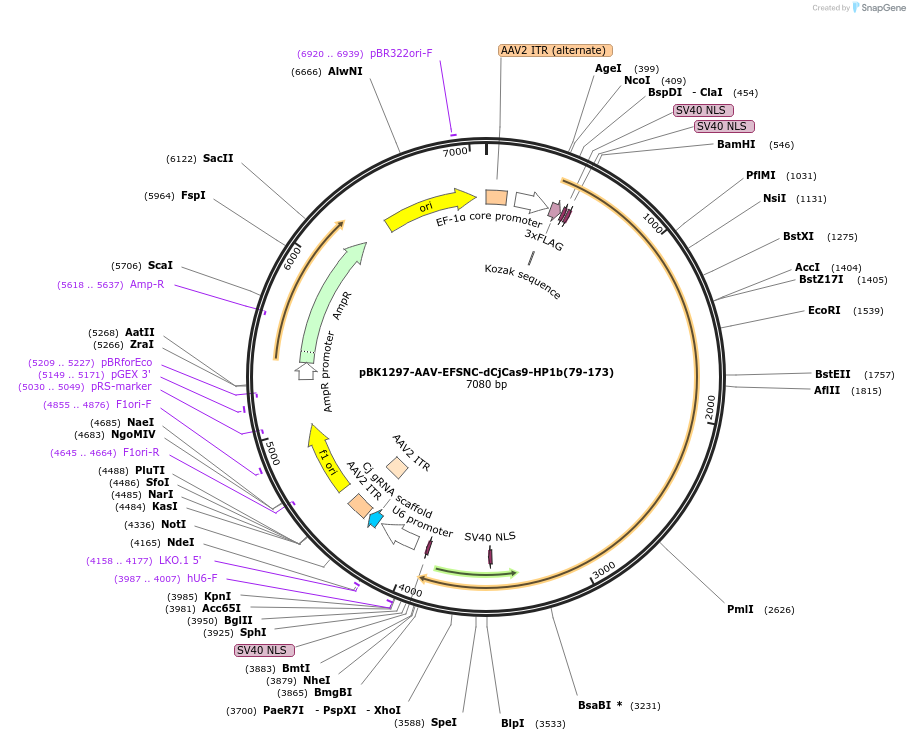 223142-plasmid-map-sequence-id-442892