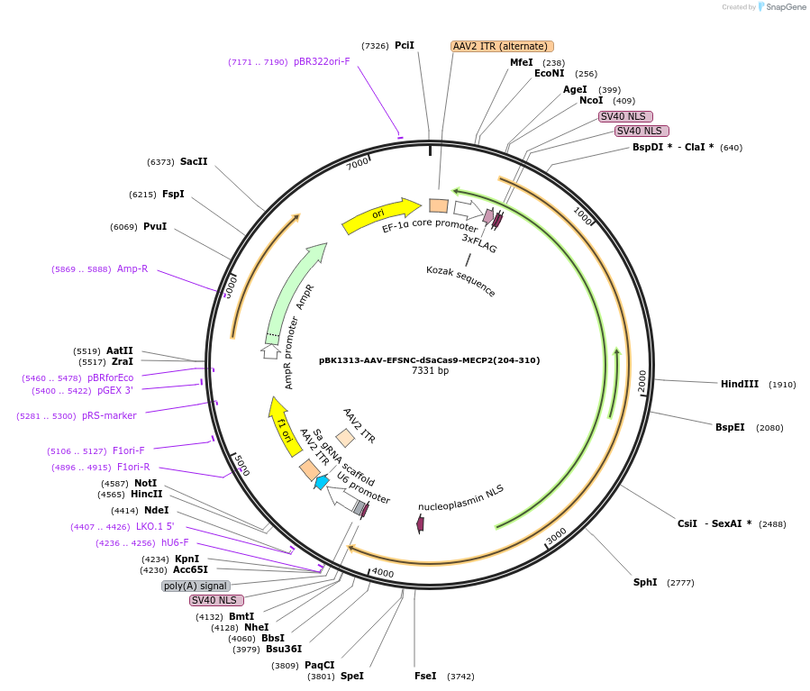223158-plasmid-map-sequence-id-442893