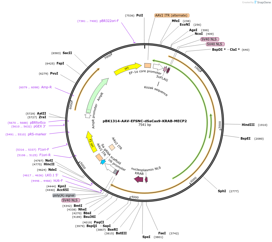 223159-plasmid-map-sequence-id-442896