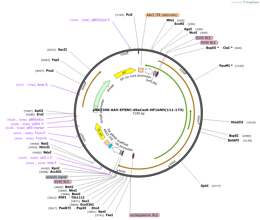 223153-plasmid-map-sequence-id-442898