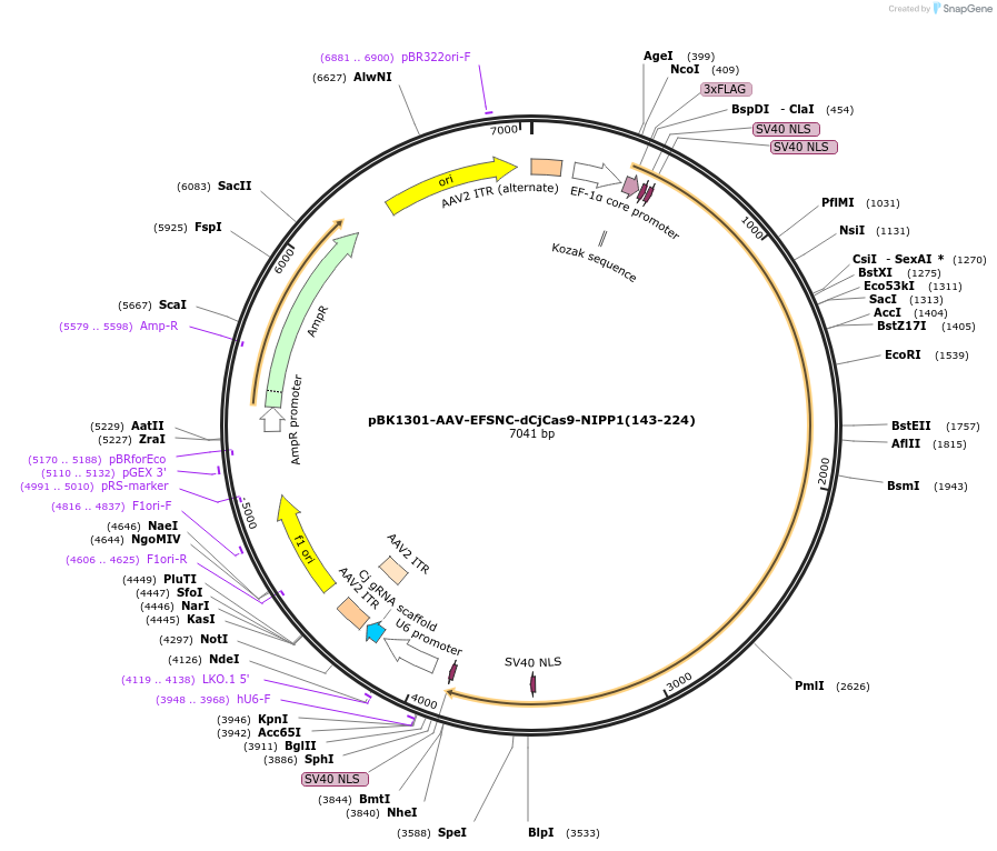 223146-plasmid-map-sequence-id-442924