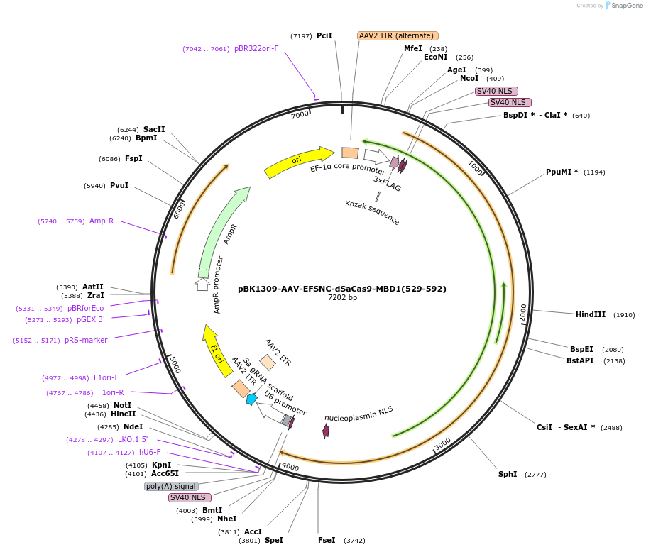 223154-plasmid-map-sequence-id-442927