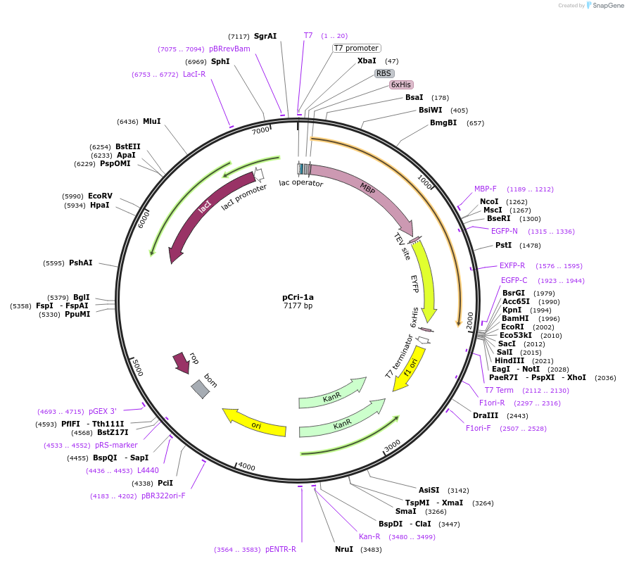 60816-plasmid-map-sequence-id-442937