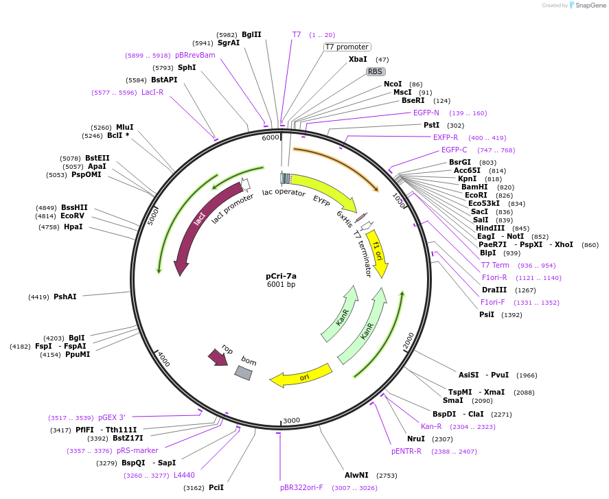 61316-plasmid-map-sequence-id-442938