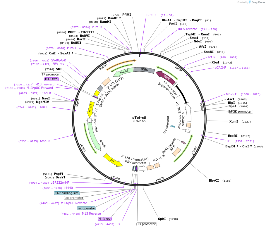 136693-plasmid-map-sequence-id-442979