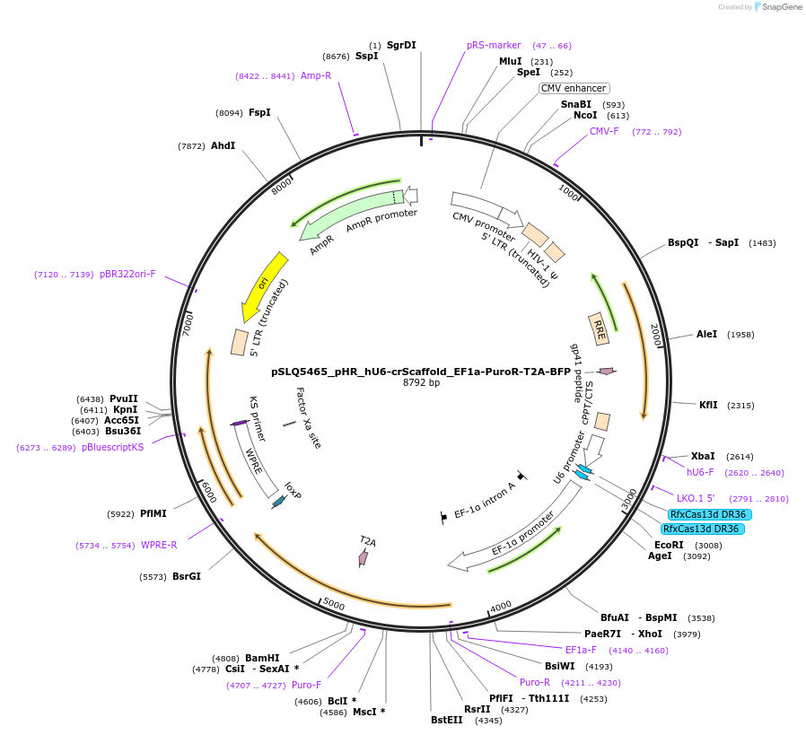 155307-plasmid-map-sequence-id-442982