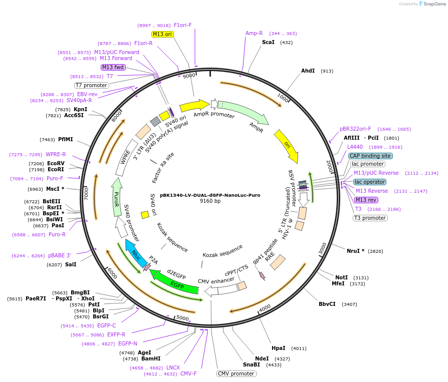 223160-plasmid-map-sequence-id-442984