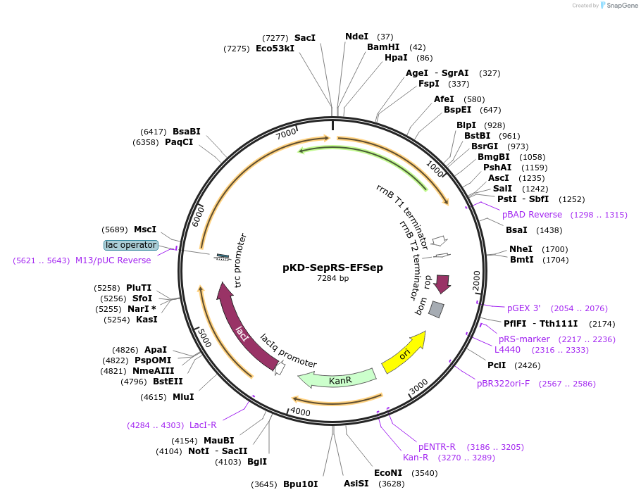 34623-plasmid-map-sequence-id-442987
