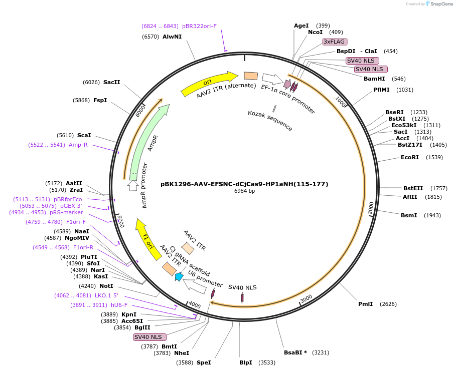 223141-plasmid-map-sequence-id-442990