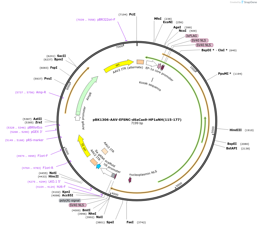 223151-plasmid-map-sequence-id-442994