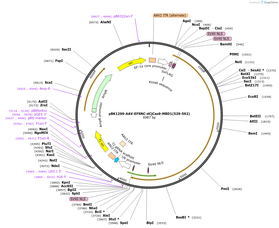 223144-plasmid-map-sequence-id-442995