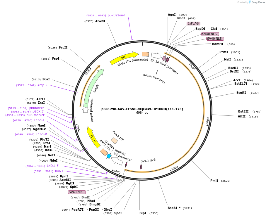 223143-plasmid-map-sequence-id-442996