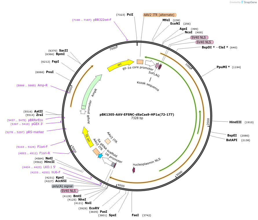 223150-plasmid-map-sequence-id-442999