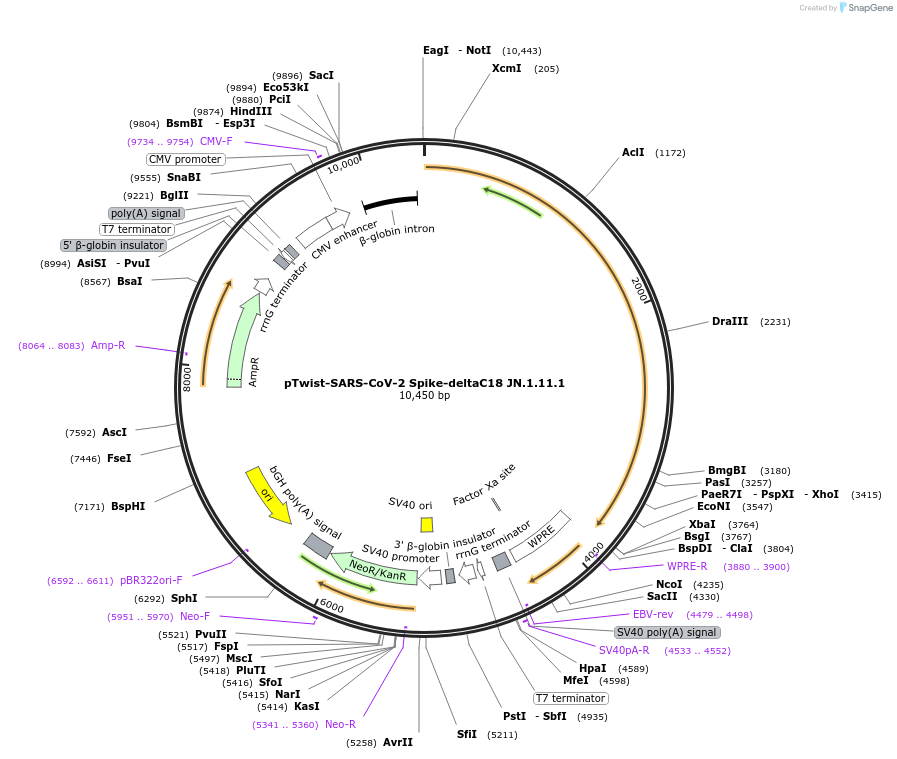 223272-plasmid-map-sequence-id-443004