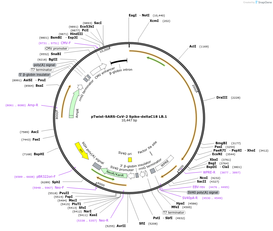 223277-plasmid-map-sequence-id-443008