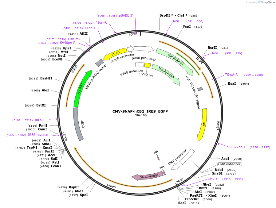223506-plasmid-map-sequence-id-443023