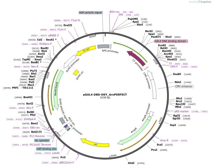215634-plasmid-map-sequence-id-443028