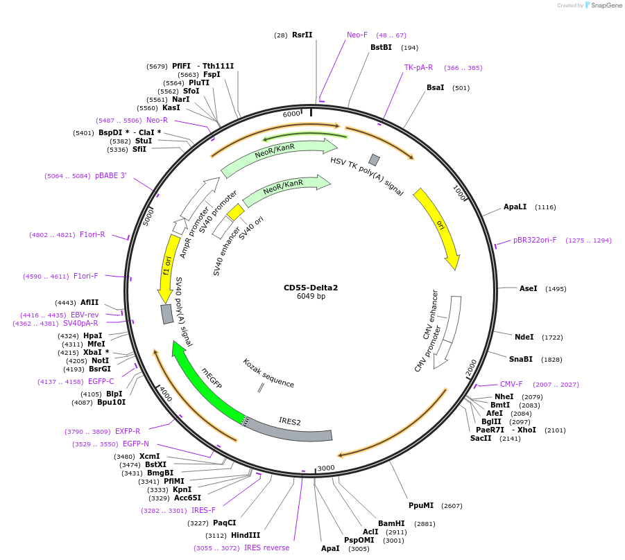 220871-plasmid-map-sequence-id-443038