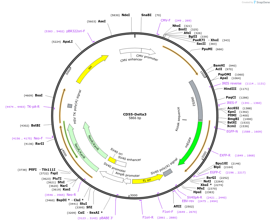 220872-plasmid-map-sequence-id-443043