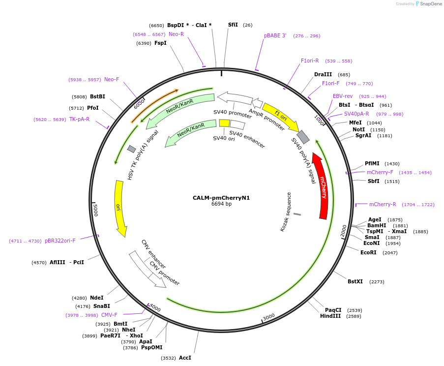 27691-plasmid-map-sequence-id-443045