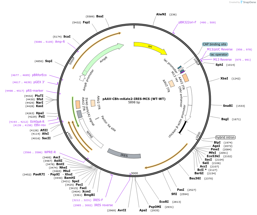 105921-plasmid-map-sequence-id-443051